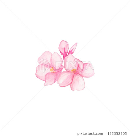 手繪水彩櫻花與花苞 / 櫻花插畫 / 春花 135352505