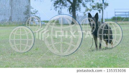 Standing German Shepherd dog surveying park grounds with leash trailing near lattice, copy space Standing German Shepherd dog surveying park grounds with leash trailing near lattice, copy space 135353036