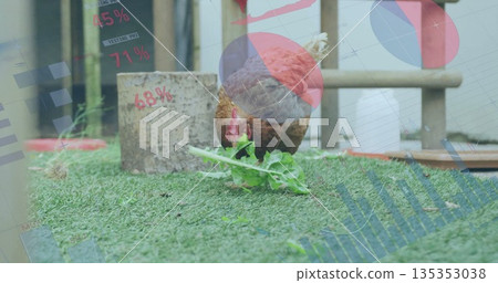 Pecking brown chicken picking leafy green fragment on turf in outdoor pen, with data graph overlays 135353038