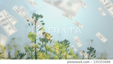 Rising yellow wildflower stems pushing through foliage in open field, with drifting dollar bills Rising yellow wildflower stems pushing through foliage in open field, with drifting dollar bills 135353098