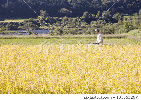 Image of rice harvesting: A man harvesting rice using a hand-pushed rice harvester binder 135353267