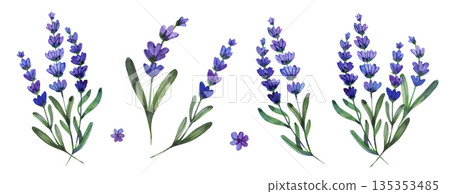 Botanical watercolor collection of purple lavender sprigs and individual blossoms. Hand-painted floral elements with realistic textures for aromatherapy, wellness, and garden-themed designs. 135353485