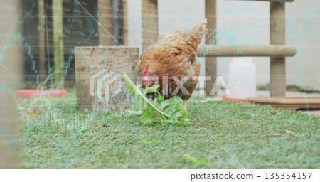 Pecking brown hen lowering head toward leafy green sprig on turf run, with financial chart overlay 135354157
