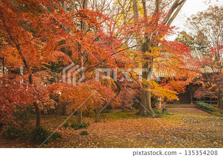 茨城縣築西市秋天的西勝寺 135354208