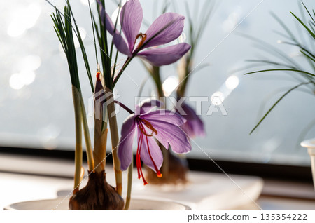 番紅花球莖栽培 番紅花球莖栽培 135354222