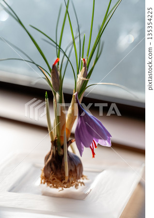 Saffron flower bulb cultivation Saffron flower bulb cultivation 135354225