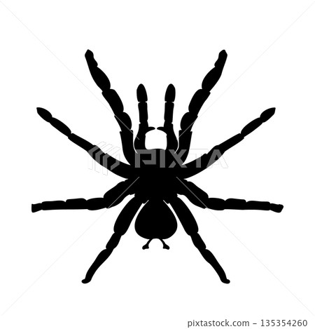 Black silhouette of a tarantula on white background. Spider vector illustration for Halloween design element or scary animal concept. Sign of spider hand drawn. Scary insect monochrome graphic art. Black silhouette of a tarantula on white background. Spider vector illustration for Halloween design element or scary animal concept. Sign of spider hand drawn. Scary insect monochrome graphic art. 135354260