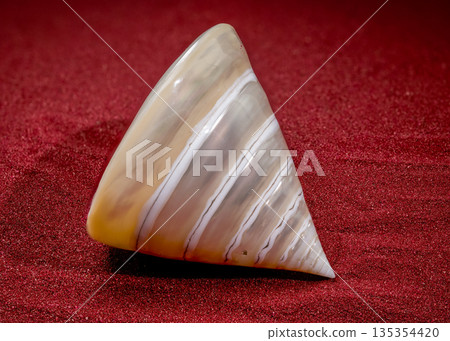 Mother of Pearl Trochus Seashell on red sand 135354420