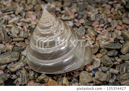 Mother of Pearl Seashell on Pebbles Mother of Pearl Seashell on Pebbles 135354427