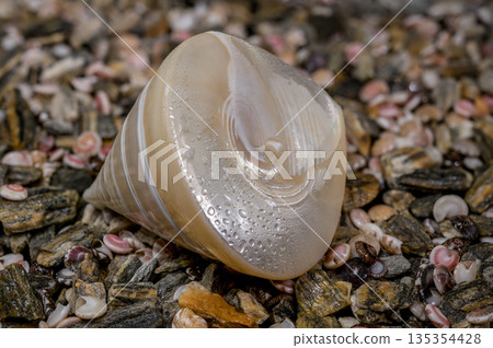 Mother of Pearl Seashell on Pebbles 135354428
