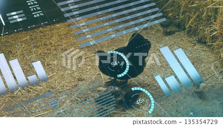 Displaying holographic charts around black chicken in barn on straw floor, with scattered eggs Displaying holographic charts around black chicken in barn on straw floor, with scattered eggs 135354729