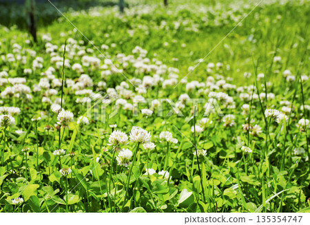 White clover 135354747