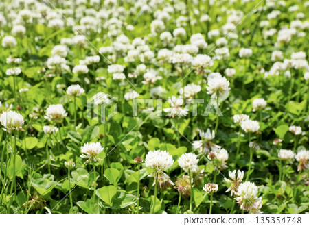 White clover White clover 135354748