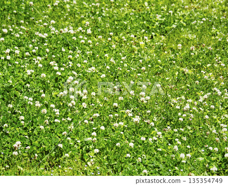 White clover 135354749