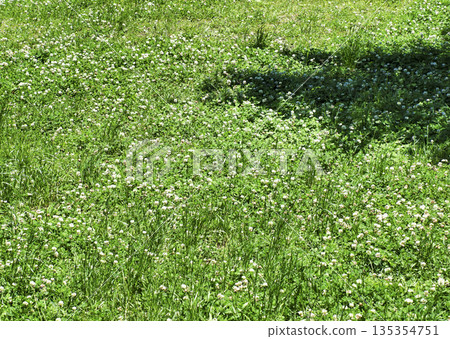 White clover 135354751