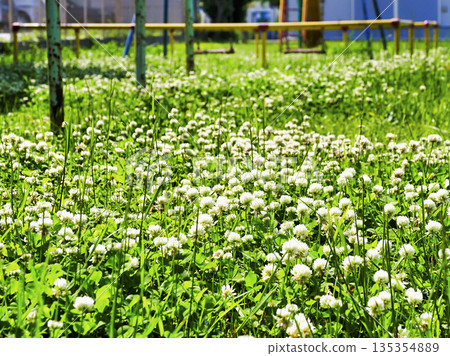 White clipper in the park 135354889