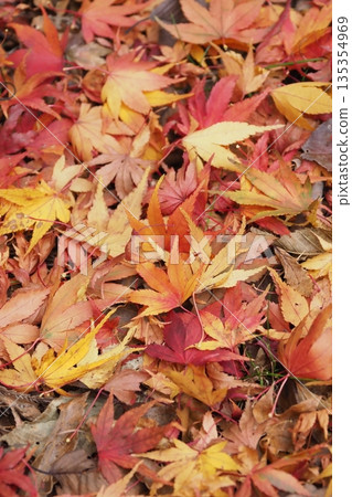 Fallen maple leaves at Ryusenji Temple in Tenkawa Village Fallen maple leaves at Ryusenji Temple in Tenkawa Village 135354969