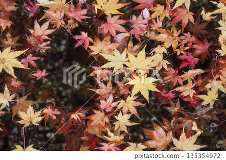 Autumn leaves fallen into the pond at Ryusenji Temple Autumn leaves fallen into the pond at Ryusenji Temple 135354972