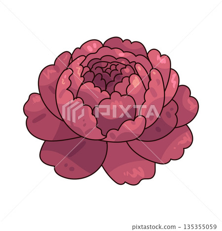 illustration of Peony 135355059