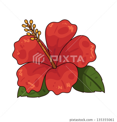 illustration of Hibiscus  135355061