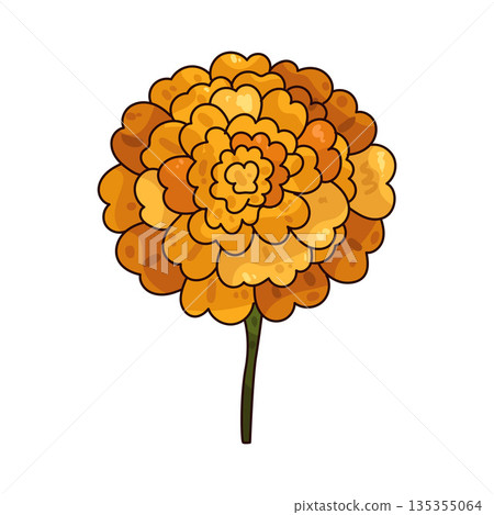 illustration of Marigold  135355064
