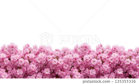 Spring Cherry Blossom Design Elements Collection Isolated on White 135355316