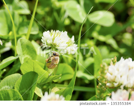 White clover and bees White clover and bees 135355384