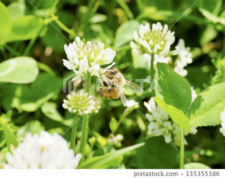 白三葉草和蜜蜂 135355386