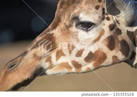 Profile portrait of a teary-eyed giraffe 135355529