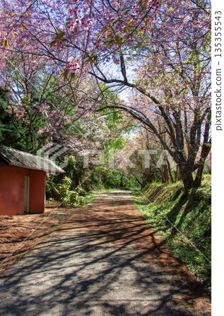 cherry blossom trees in garden 135355543