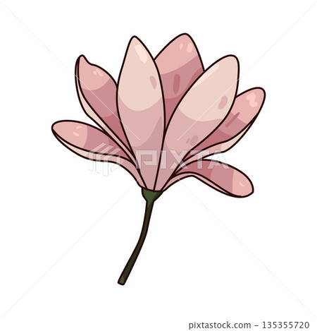 illustration of Magnolia illustration of Magnolia 135355720