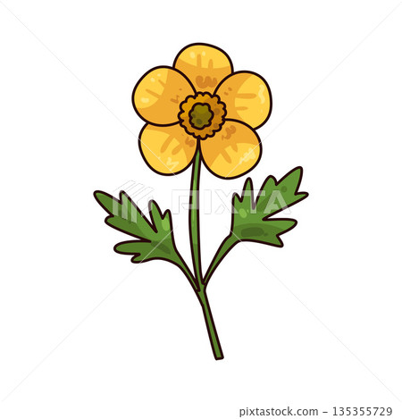 illustration of Buttercup  135355729