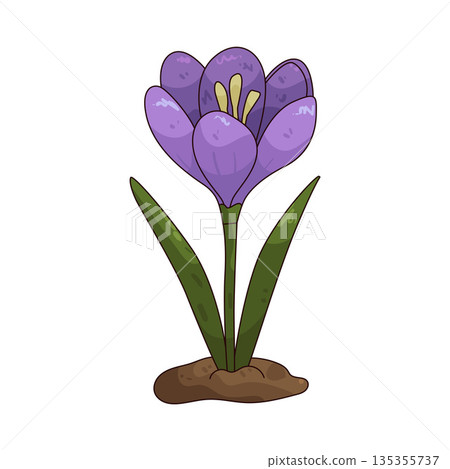 illustration of Crocus 135355737