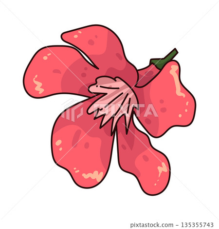 illustration of Oleander  135355743