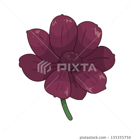 illustration of Chocolate Cosmos 135355750