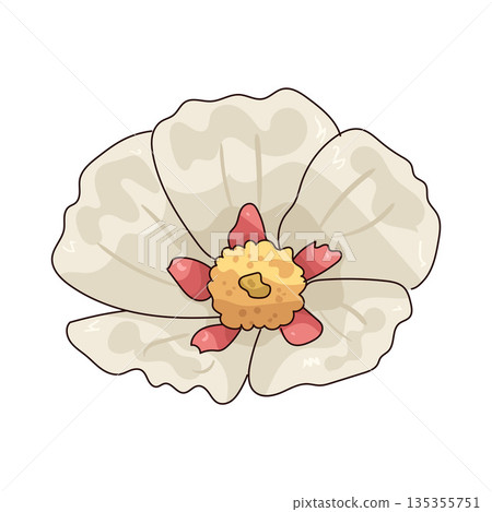 illustration of Rock Rose illustration of Rock Rose 135355751