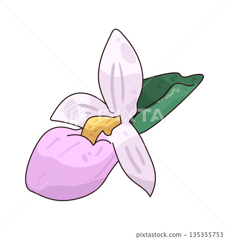 illustration of orchid 135355753