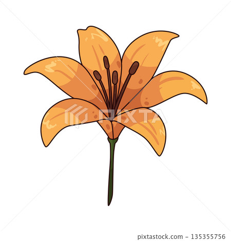 illustration of Lily illustration of Lily 135355756