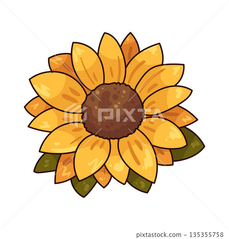 illustration of Sunflower illustration of Sunflower 135355758