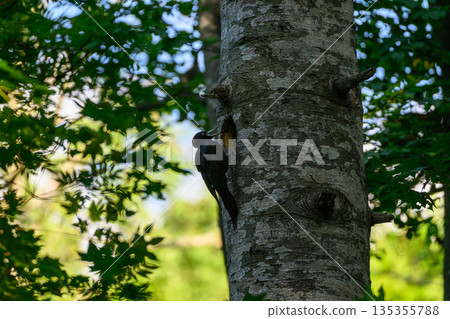 撫養孩子的黑啄木鳥 135355788