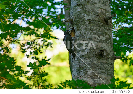 撫養孩子的黑啄木鳥 135355790