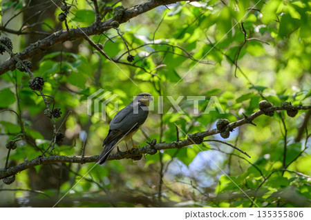 Sparrowhawk from the hunt Sparrowhawk from the hunt 135355806