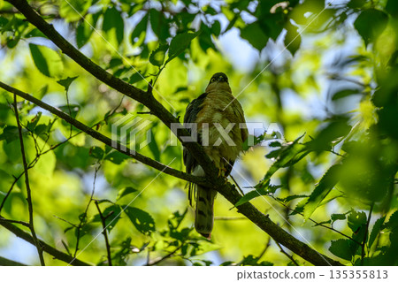 A wary sparrowhawk 135355813