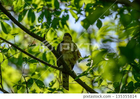 A wary sparrowhawk A wary sparrowhawk 135355814