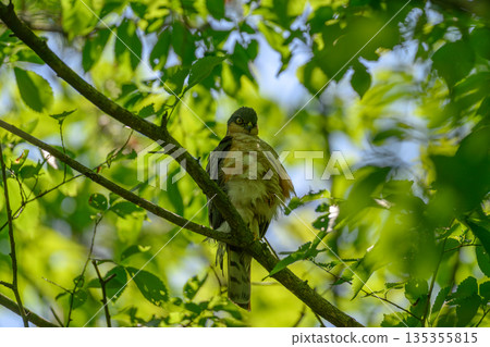 A wary sparrowhawk 135355815