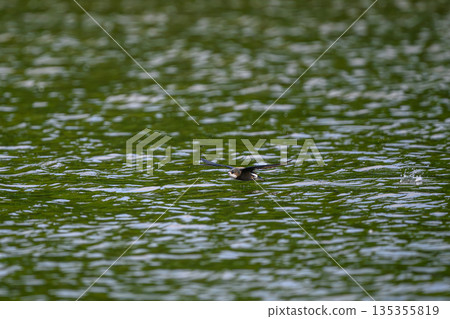 水平飛行速度最快的鳥類是藍尾雨燕。 135355819