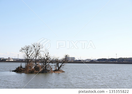在加古大池(兵庫縣伊波町)賞鳥 在加古大池(兵庫縣伊波町)賞鳥 135355822