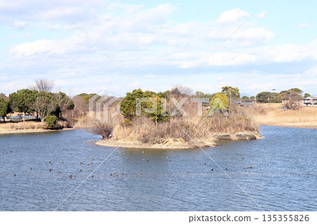 Bird watching at Kako-Oike Pond (Inami Town, Hyogo Prefecture) 135355826