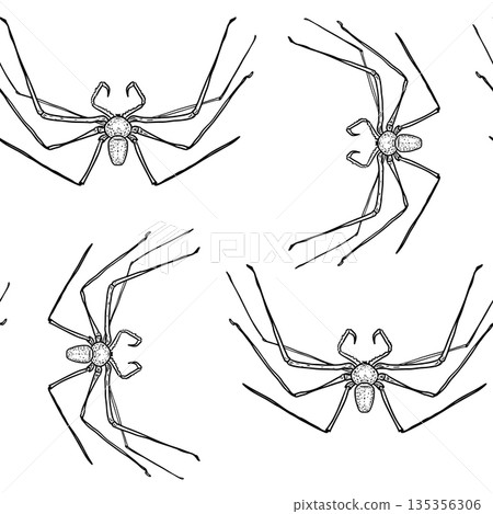 Seamless vector outline pattern with spider. Hand drawn arachnid art print for Halloween, kids activity book, or textile design. Black white creepy daddy long legs spider repeat background. Seamless vector outline pattern with spider. Hand drawn arachnid art print for Halloween, kids activity book, or textile design. Black white creepy daddy long legs spider repeat background. 135356306