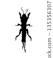 Black silhouette of a mole cricket vector drawing. Underground beetle outline illustration for biology lesson, nature concept. Insect shape of cricket for graphic design element of nature. Digger bug. 135356307
